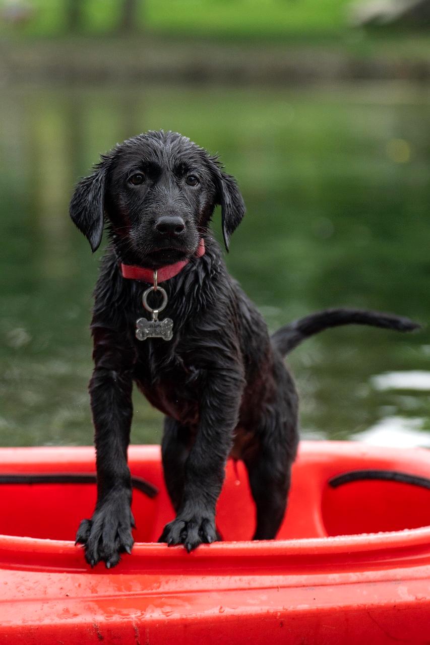 Dogs observing humans interacting with each other